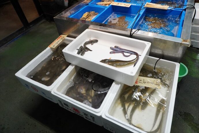 有明海の珍魚、ムツゴロウ、ワラスボ、マハゼ
