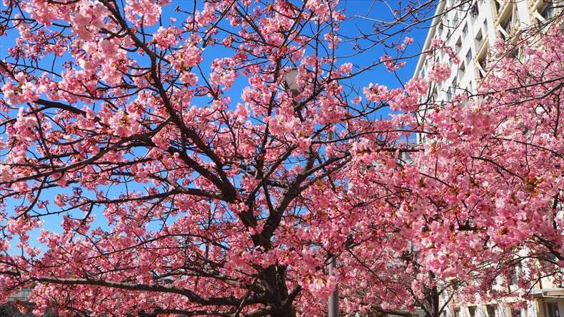 東京都旧中川の河津桜が満開