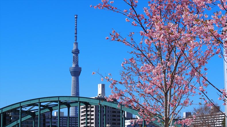 東京都旧中川の河津桜とスカイツリー